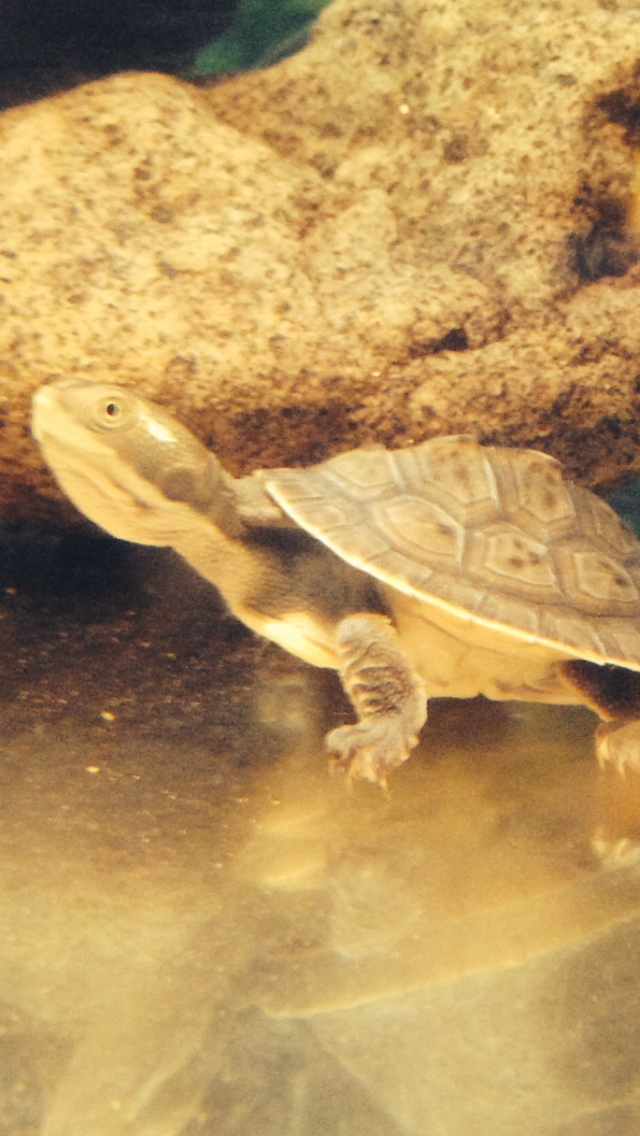Baby Murry-river short neck turtle.